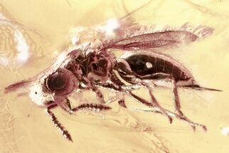 Detailed Fossil Wasp (Chalcidoidea) In Baltic Amber #352707