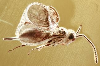 Detailed Fossil Parasitoid Wasp (Diapriidae) In Baltic Amber #352714
