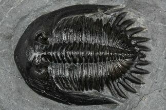 Mrakibina Trilobite - Mrakib, Morocco #352619
