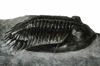 Mrakibina Trilobite - Mrakib, Morocco #352622