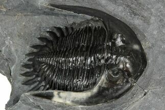 Mrakibina Trilobite - Mrakib, Morocco #352629