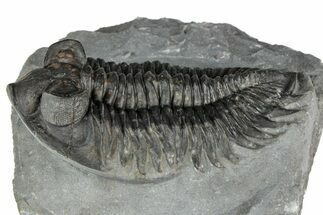 Bug-Eyed Coltraneia Trilobite Fossil - Ofaten, Morocco #352675