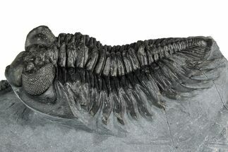 Bug-Eyed Coltraneia Trilobite Fossil - Ofaten, Morocco #352676