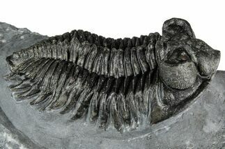 Bug-Eyed Coltraneia Trilobite Fossil - Ofaten, Morocco #352677