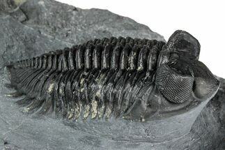 Bug-Eyed Coltraneia Trilobite Fossil With Pyrite #352678