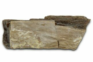 Fossil Tyrannosaur (T rex) Bone Section - Wyoming #352750