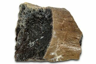 Fossil Tyrannosaur (T rex) Bone Section - Wyoming #352758