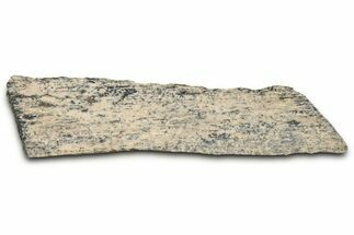 Fossil Tyrannosaur (T rex) Bone Section - Wyoming #352762