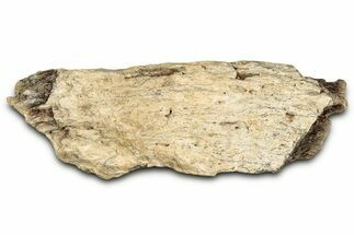 Fossil Tyrannosaur (T rex) Bone Section - Wyoming #352769