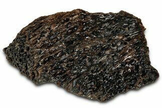 Fossil Tyrannosaur (T rex) Bone Section - Wyoming #352778