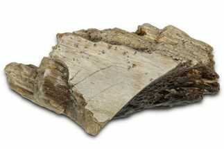 Fossil Tyrannosaur (T rex) Bone Section - Wyoming #352787