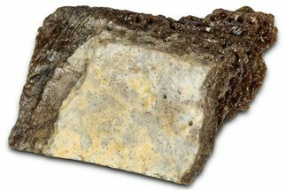 Fossil Tyrannosaur (T rex) Bone Section - Wyoming #352794