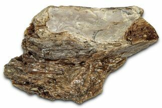 Fossil Tyrannosaur (T rex) Bone Section - Wyoming #352828