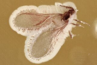 Fossil Winged Scale Insect (Coccoidea) in Baltic Amber #352725