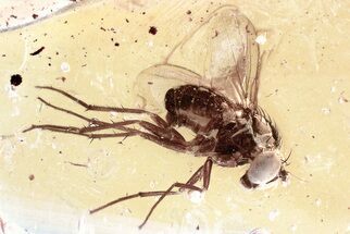 Detailed Fossil Long-Legged Fly (Dolichopodidae) in Baltic Amber #352743