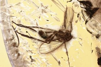 Detailed Fossil Fungus Gnat (Mycetophilidae) In Baltic Amber #352756
