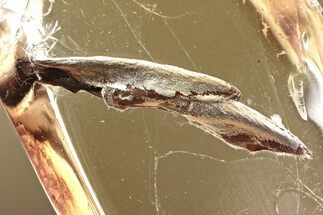 Two Fossil Leaves (Grass) in Baltic Amber #352798