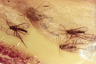 Four Fossil Dark-Winged Fungus Gnats (Sciaridae) In Baltic Amber #352810