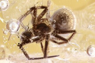 Detailed Fossil Spider (Araneae) In Baltic Amber #352845