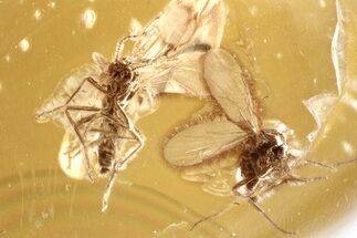 Two Fossil Biting Midges (Ceratopogonidae) in Baltic Amber #352853