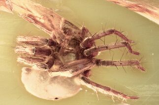 Detailed Fossil Spider (Araneae) In Baltic Amber #352855