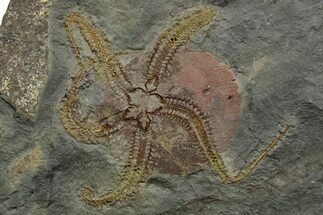 Detailed Ordovician Brittle Star (Ophiura) - Morocco #352613