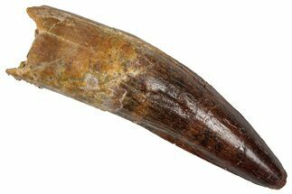 Fossil Spinosaurus Tooth - Real Dinosaur Tooth #352978