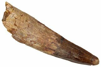 Fossil Spinosaurus Tooth - Real Dinosaur Tooth #352980