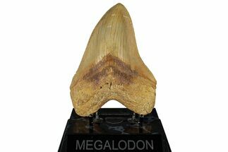 Serrated, Fossil Megalodon Tooth From Morocco - Rare Location #352996