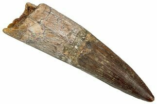 Fossil Spinosaurus Tooth - Nice Unworn Tip #352997