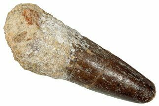 Fossil Spinosaurus Tooth - Feeding Worn Tip #353013
