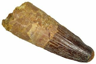 Fossil Spinosaurus Tooth - Feeding Worn Tip #353017