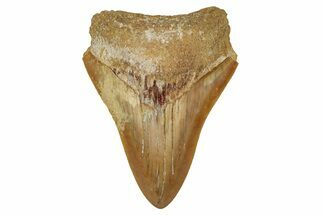 Serrated, Fossil Megalodon Tooth From Morocco - Rare Location #353020