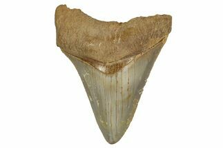Serrated, Fossil Megalodon Tooth From Morocco - Rare Location #353024