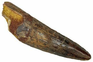 Fossil Spinosaurus Tooth - Real Dinosaur Tooth #353028