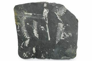 Fossil Seed Fern (Alethopteris & Pecopteris) Plate - Pennsylvania #352351