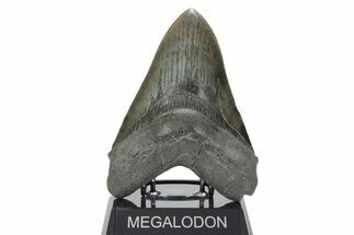 Fossil Megalodon Tooth - Massive SC River Meg #353103