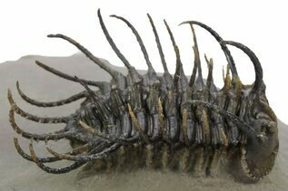 Trilobite Fossils For Sale