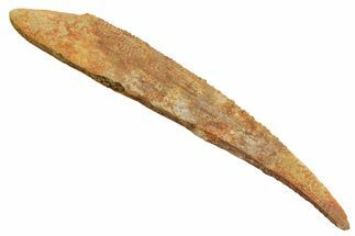 Fossil Shark (Asteracanthus) Dorsal Spine - Kem Kem Beds #353085