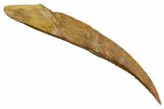 Fossil Shark (Asteracanthus) Dorsal Spine - Kem Kem Beds #353093