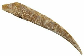 Fossil Shark (Hybodus) Dorsal Spine - Kem Kem Beds, Morocco #353140