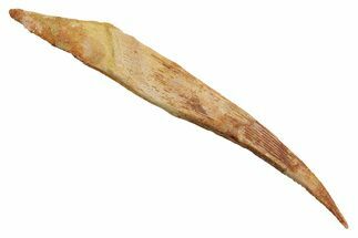 Fossil Shark (Hybodus) Dorsal Spine - Kem Kem Beds, Morocco #353147