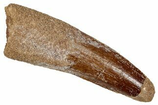 Fossil Spinosaurus Tooth - Real Dinosaur Tooth #353048