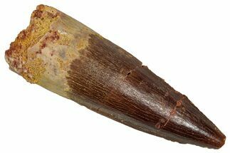 Fossil Spinosaurus Tooth - Real Dinosaur Tooth #353050