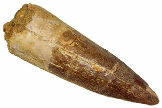 Fossil Spinosaurus Tooth - Real Dinosaur Tooth #353064