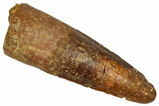 Fossil Spinosaurus Tooth - Real Dinosaur Tooth #353081