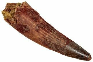 Fossil Spinosaurus Tooth - Real Dinosaur Tooth #353096