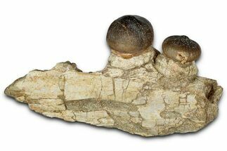 Crushing Mosasaur (Igdamanosaurus) Jaw Section - Morocco #353156