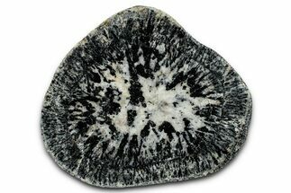 Polished Orbicular Granite Section - Western Australia #353164