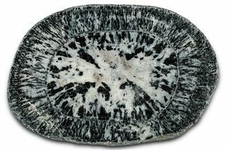 Polished Orbicular Granite Section - Western Australia #353172